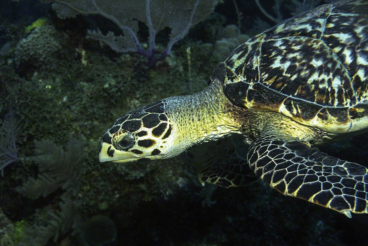 Hawksbill-Turtle-Close-Up.jpg