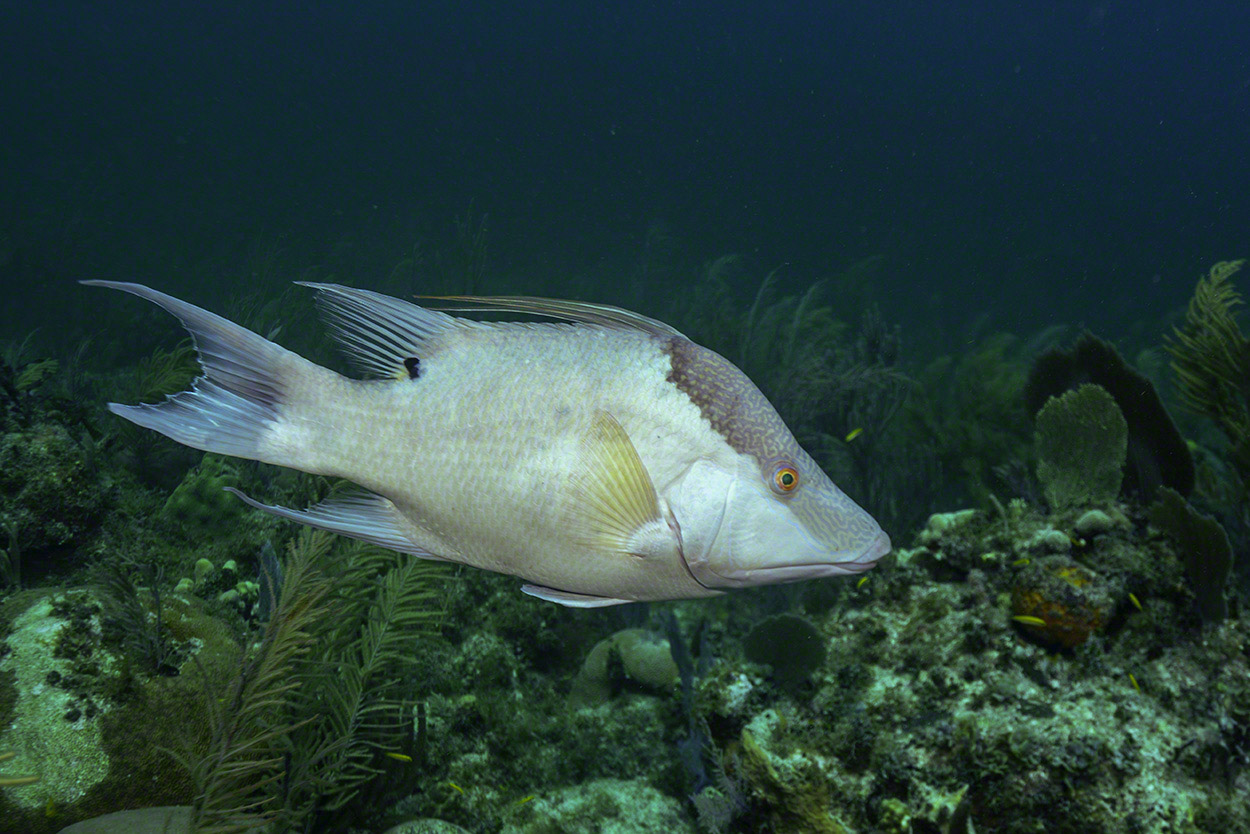 Hogfish-1.jpg