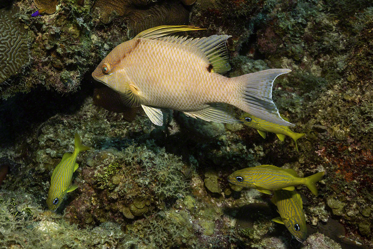 Hogfish-and-French-Grunts.jpg