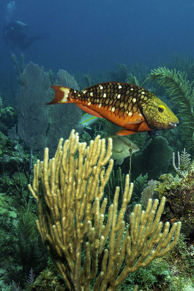 Juvenile-Spotlight-Parrotfish.jpg