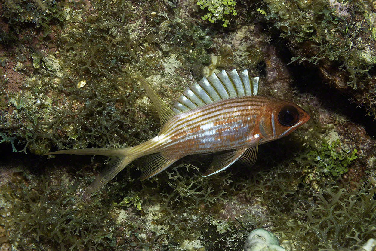 Longspine-Squirrelfish.jpg