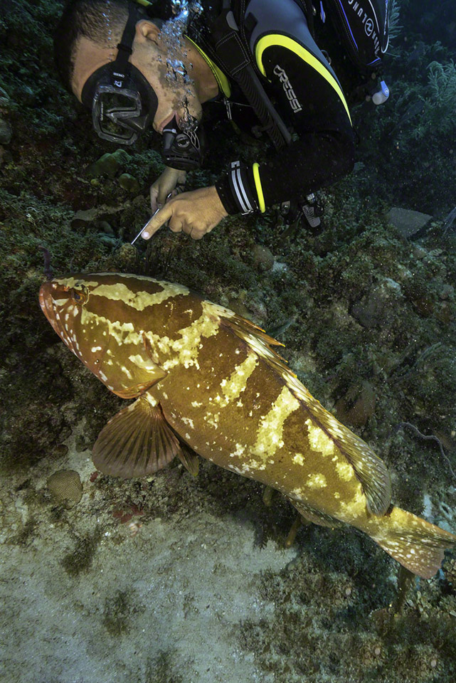 Nassau-Grouper-with-Diver.jpg