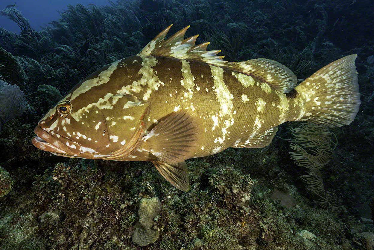 Nassau-Grouper.jpg