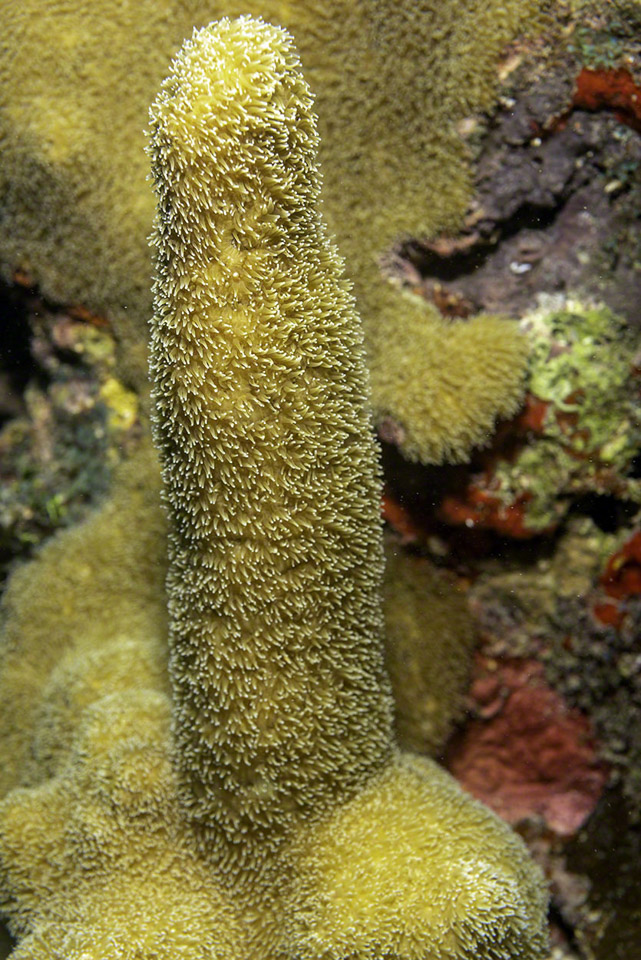 Pillar-Coral-Detail.jpg