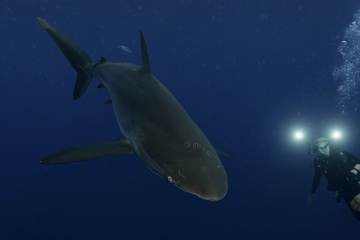 Silky-Shark-1.jpg