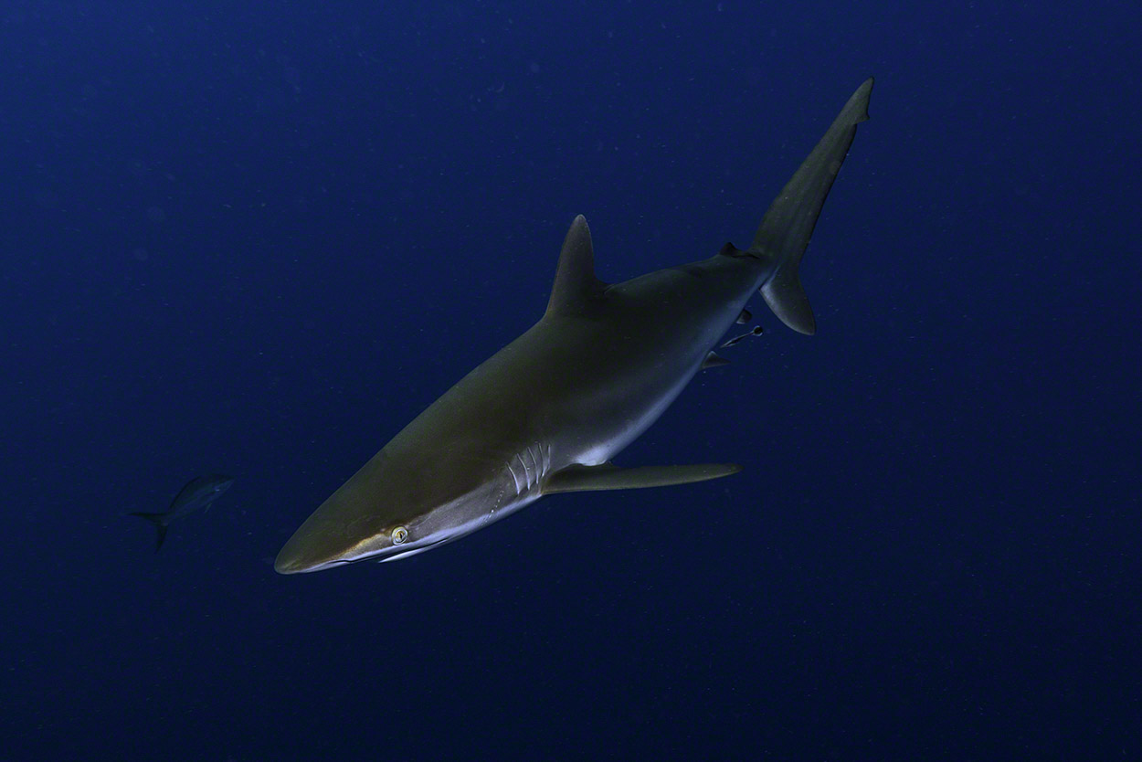 Silky-Shark-2.jpg