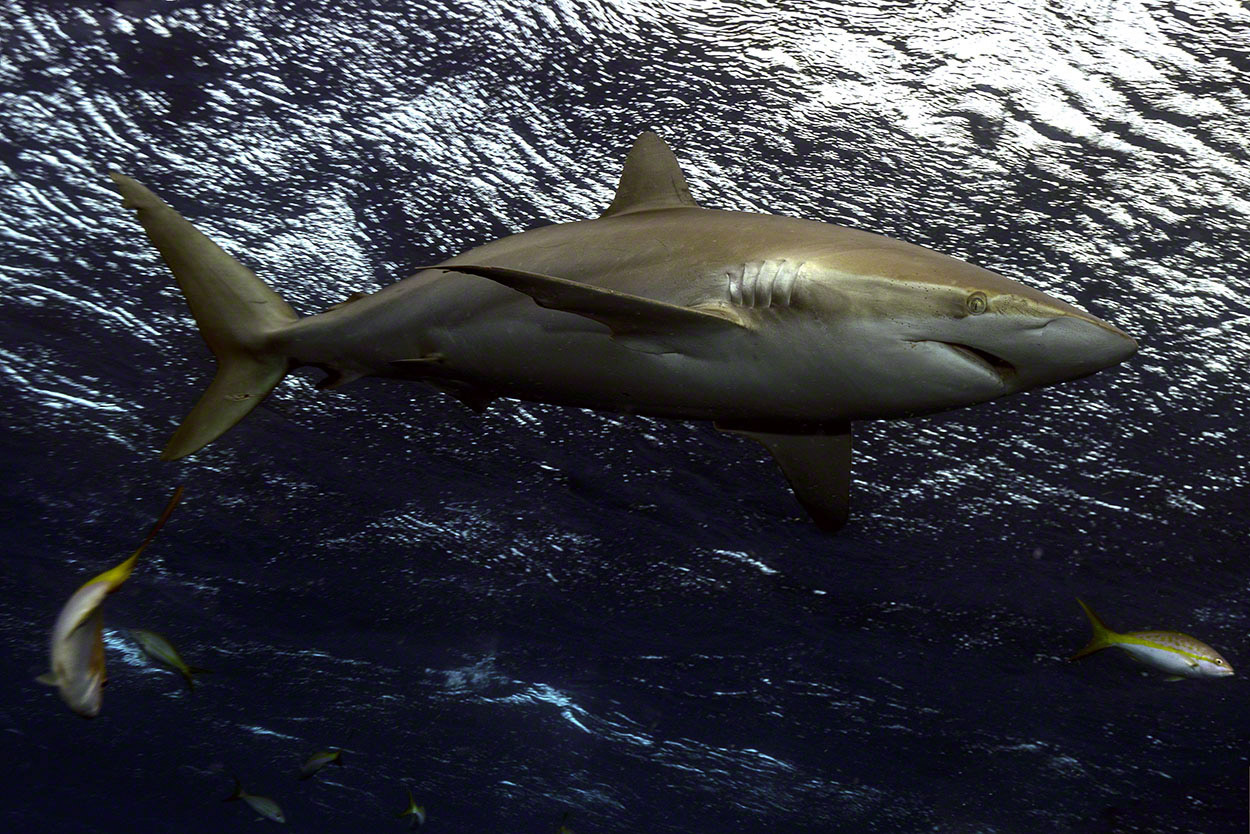 Silky-Shark.jpg