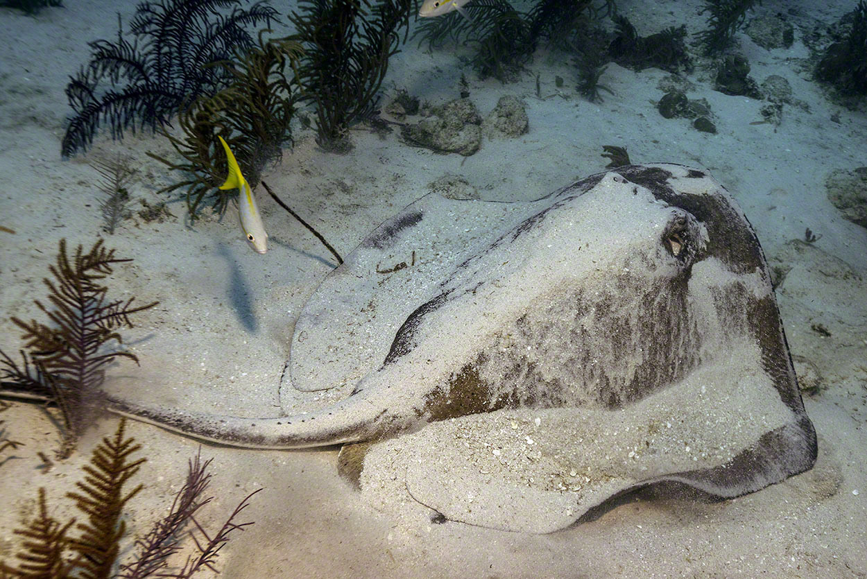 Southern-Stingray-1.jpg