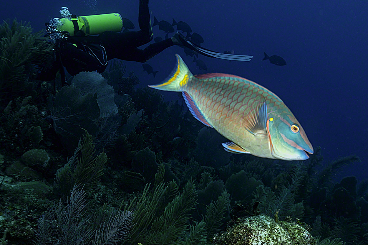 Spotlight-Parrotfish.jpg