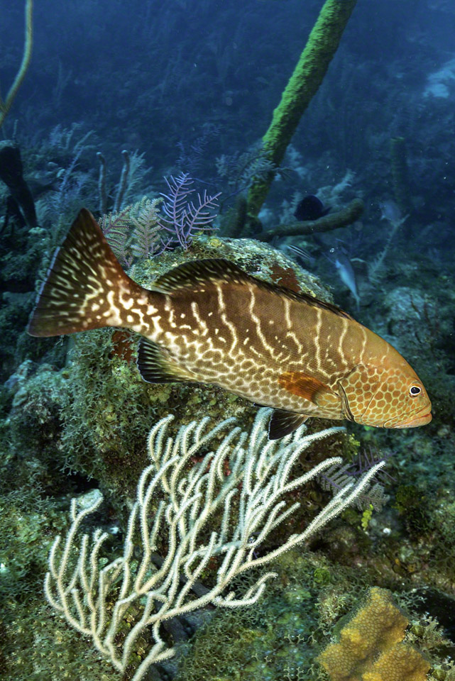 Tiger-Grouper.jpg