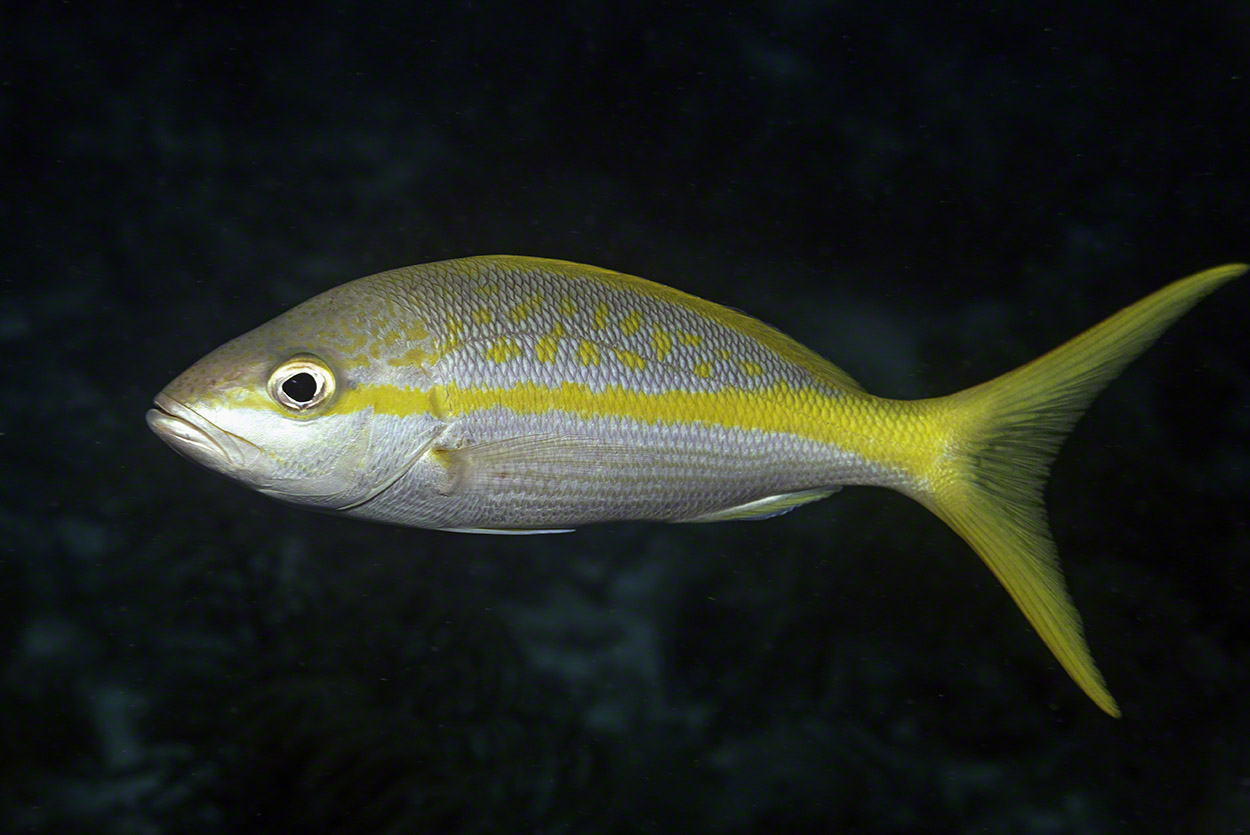 Yellowtail-Snapper-1.jpg