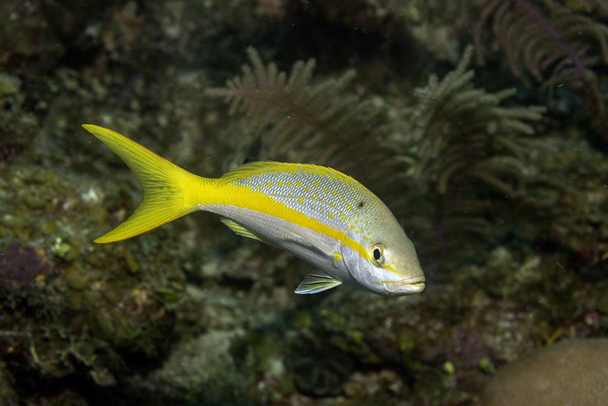 Yellowtail-Snapper.jpg