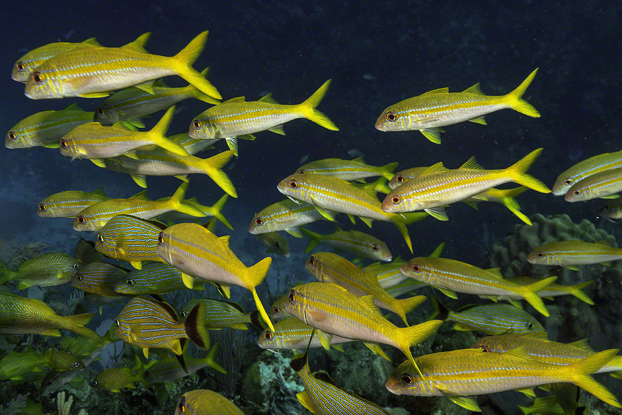 Yellowtail-Snappers-and-Grunts.jpg