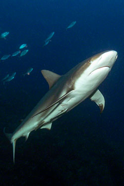 Caribbean-Reef-Shark-4.jpg