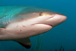 Caribbean-Reef-Shark-Close-Up.jpg