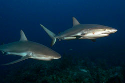 Caribbean-Reef-Sharks-1.jpg