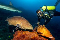 Diver-and-Groupers-over-Barrel-Sponge.jpg