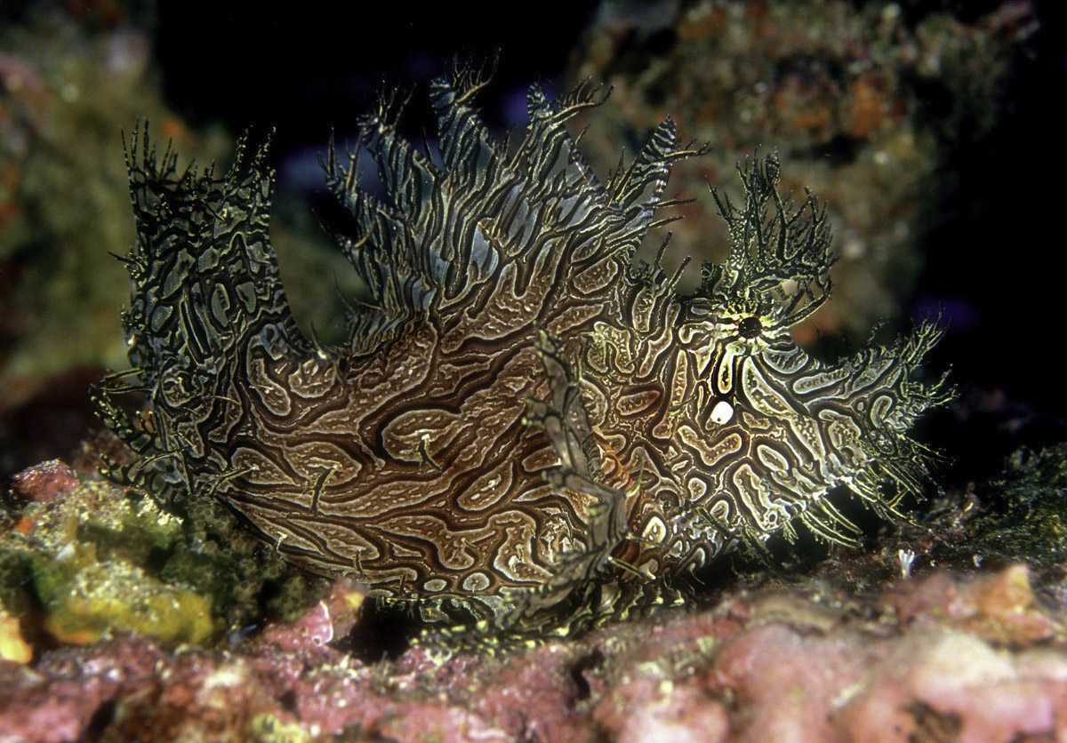 Lacey-Scorpionfish.jpg