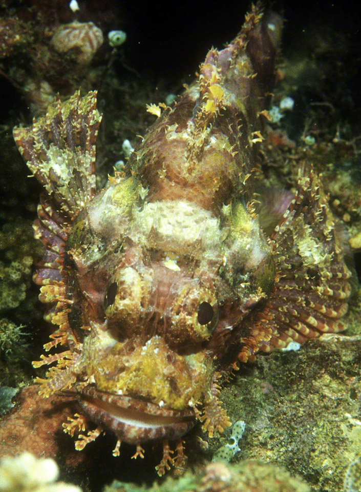 Papuan-Scorpionfish.jpg