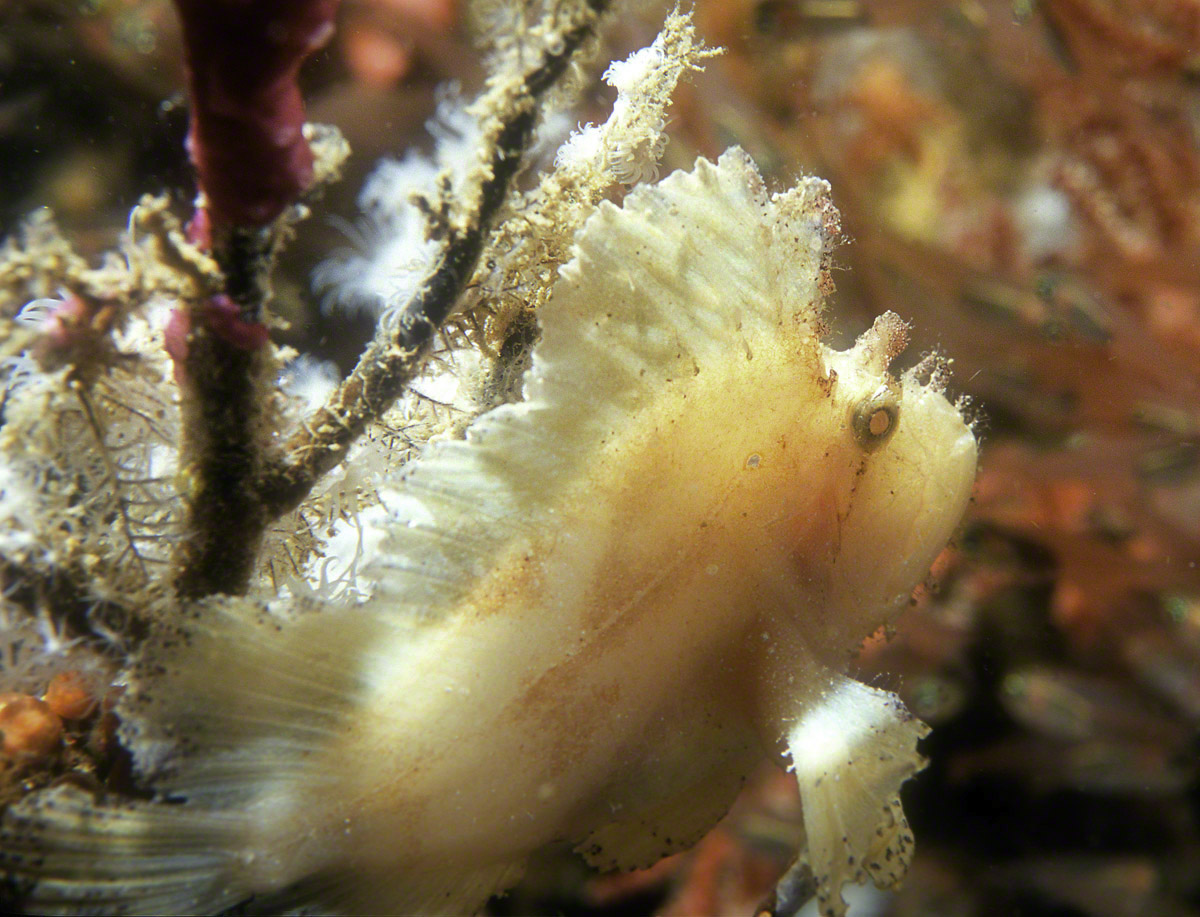 White-Leaf-Scorpionfish-3.jpg