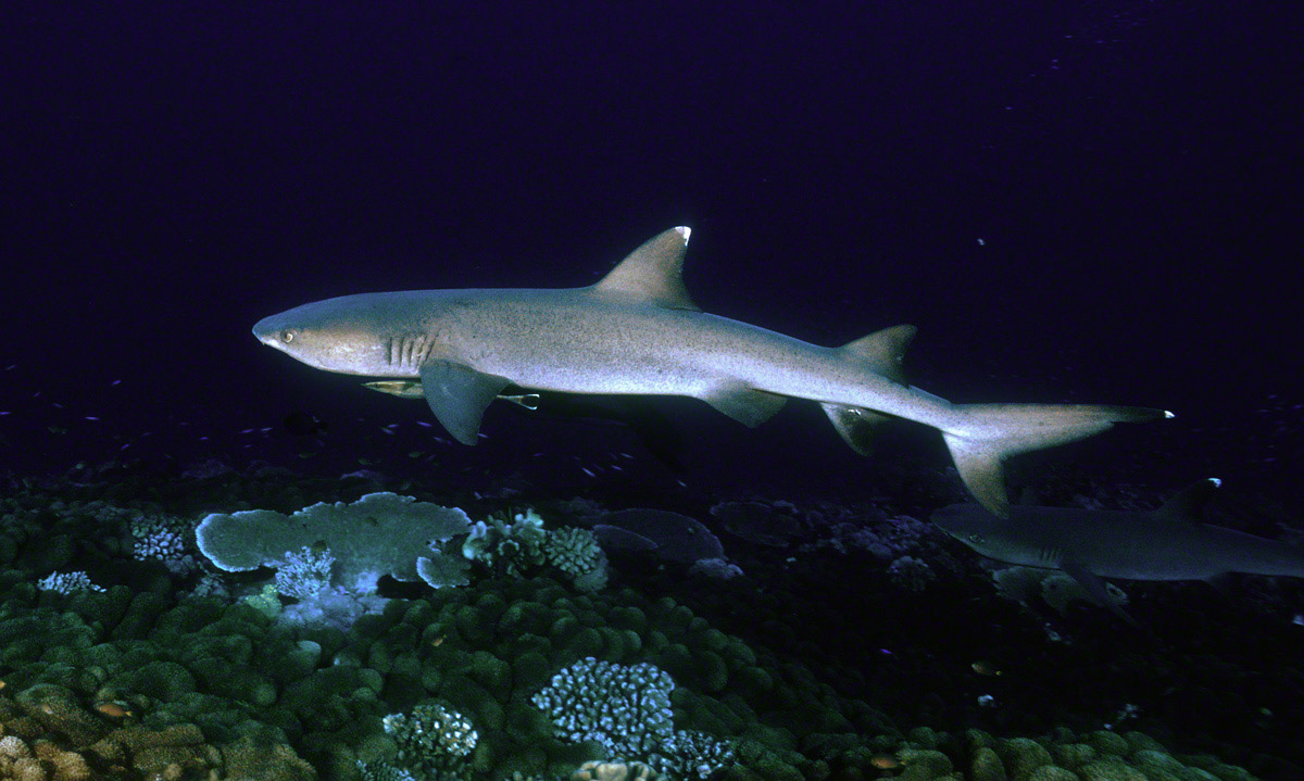 Whitetip-Reef-Shark-2.jpg