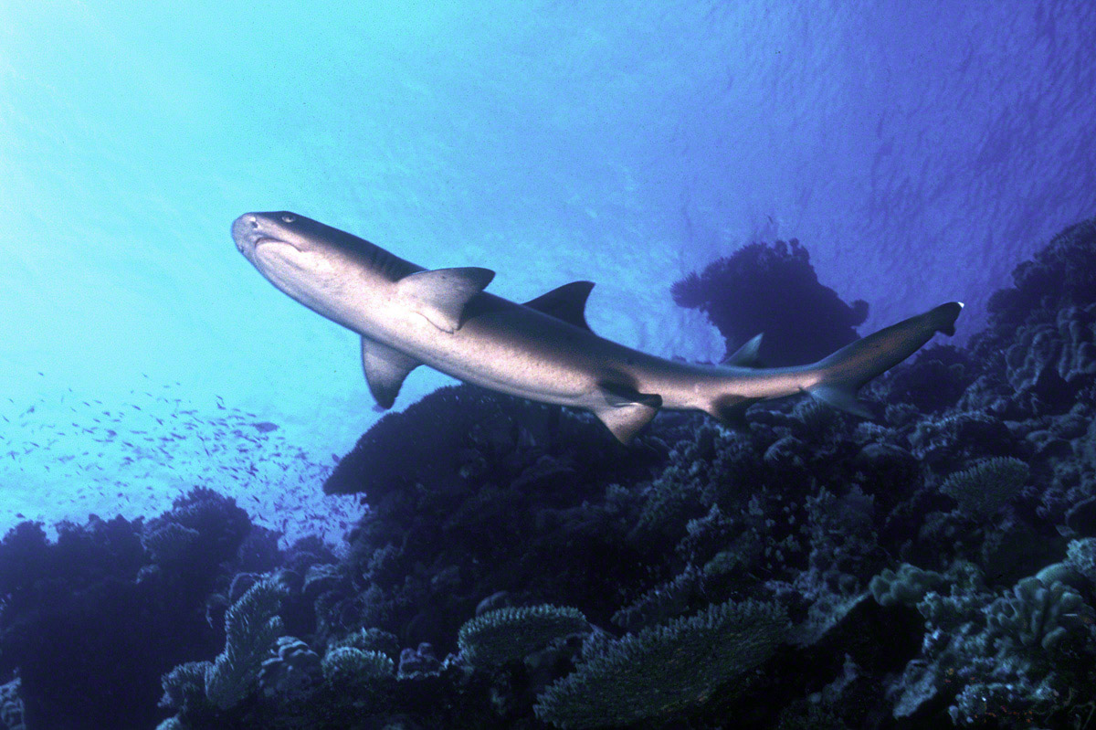 Whitetip-Reef-Shark.jpg