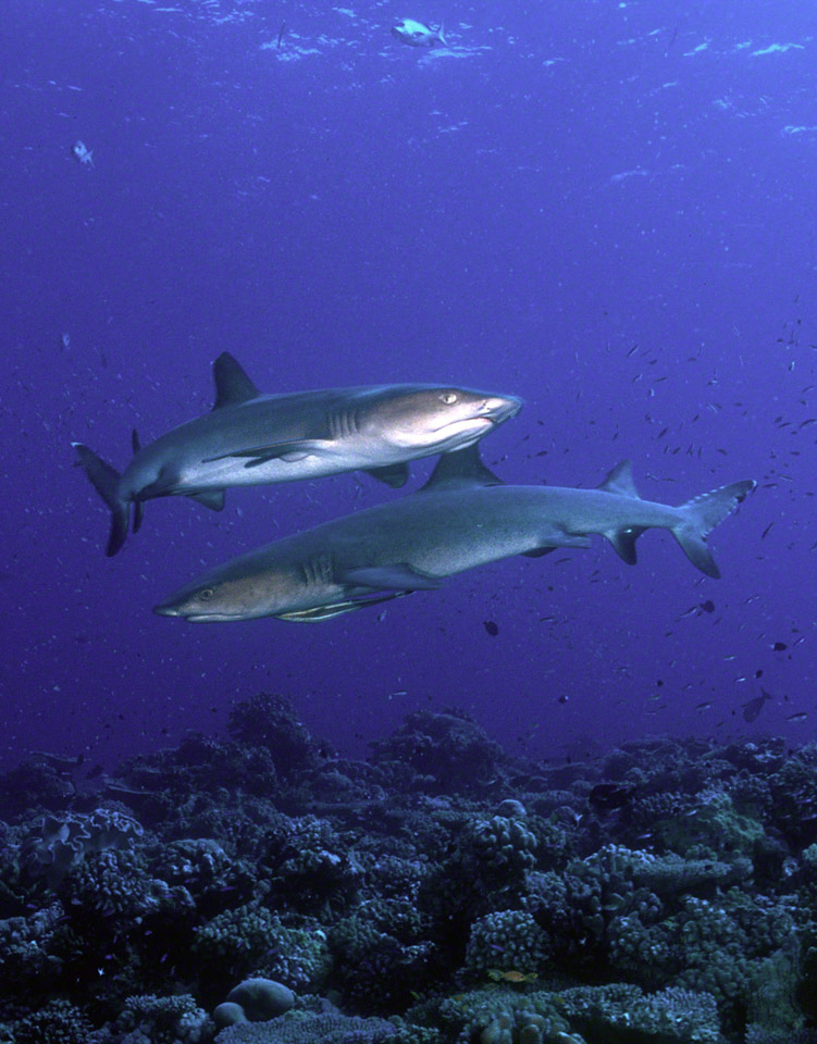 Whitetip-Reef-Sharks.jpg