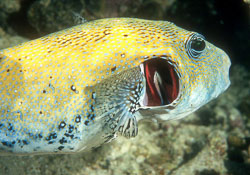 Blue-Spotted-Pufferfish-Gets-Cleaned.jpg