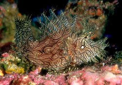 Lacey-Scorpionfish.jpg