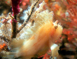 White-Leaf-Scorpionfish-3.jpg