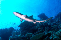 Whitetip-Reef-Shark.jpg