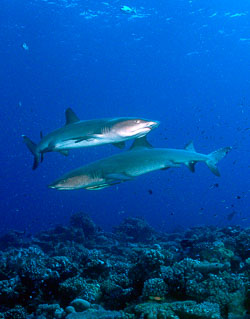 Whitetip-Reef-Sharks.jpg
