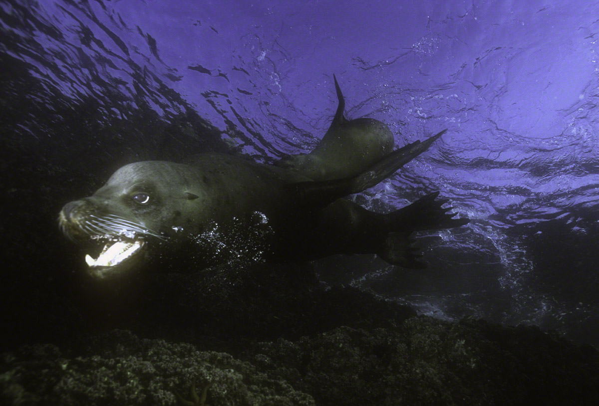 California-Sea-Lion.jpg