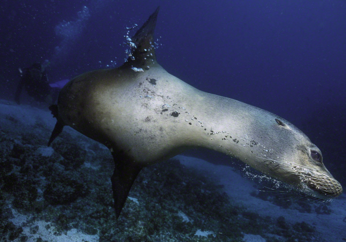 Galapagos-Sea-Lion.jpg