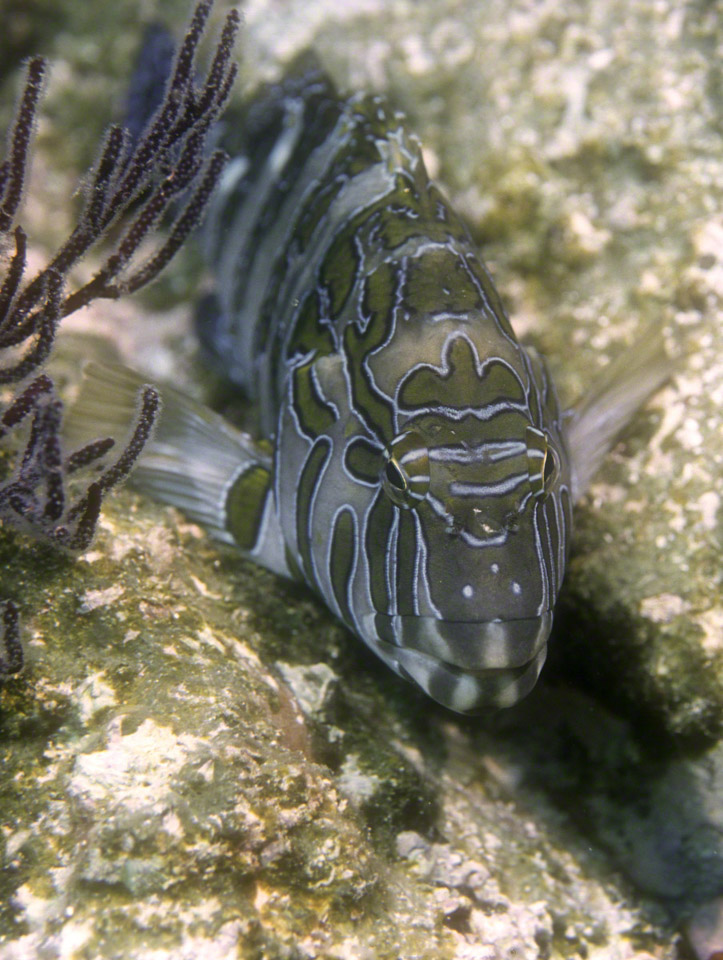 Giant-Hawkfish.jpg