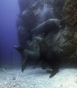 Mating-Sea-Lions.jpg