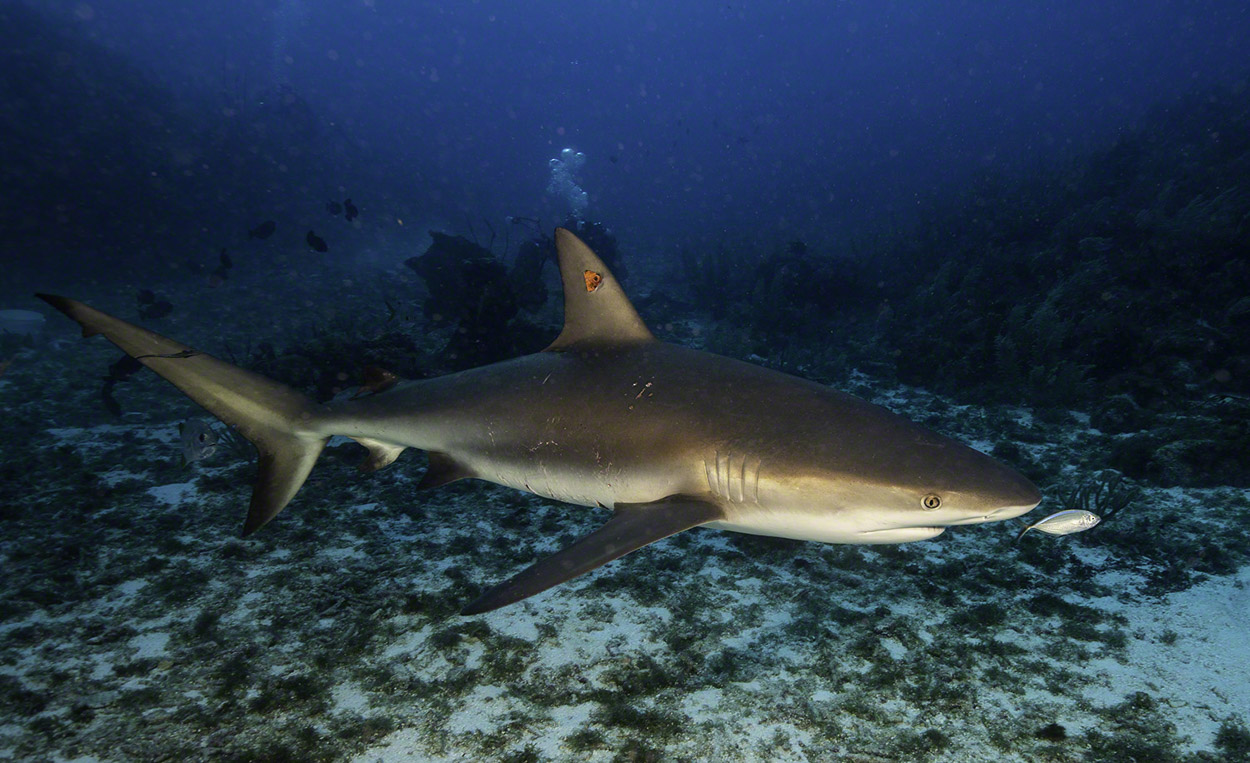 Caribbean-Reef-Shark-2.jpg