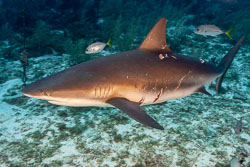 Caribbean-Reef-Shark-1.jpg