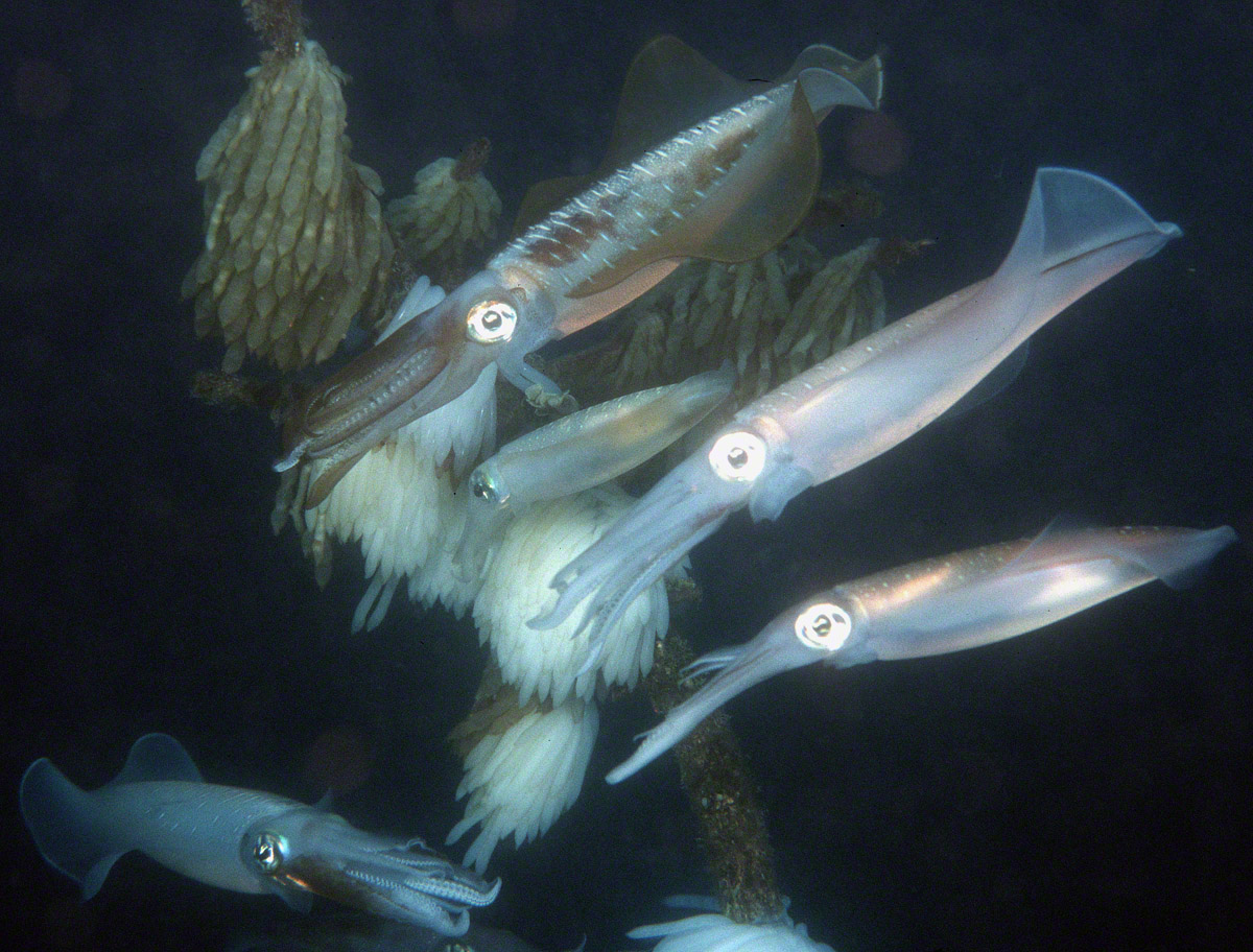 Bigfin-Reef-Squid-and-eggs-1.jpg