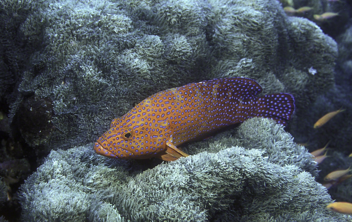 Coral-Grouper-1.jpg