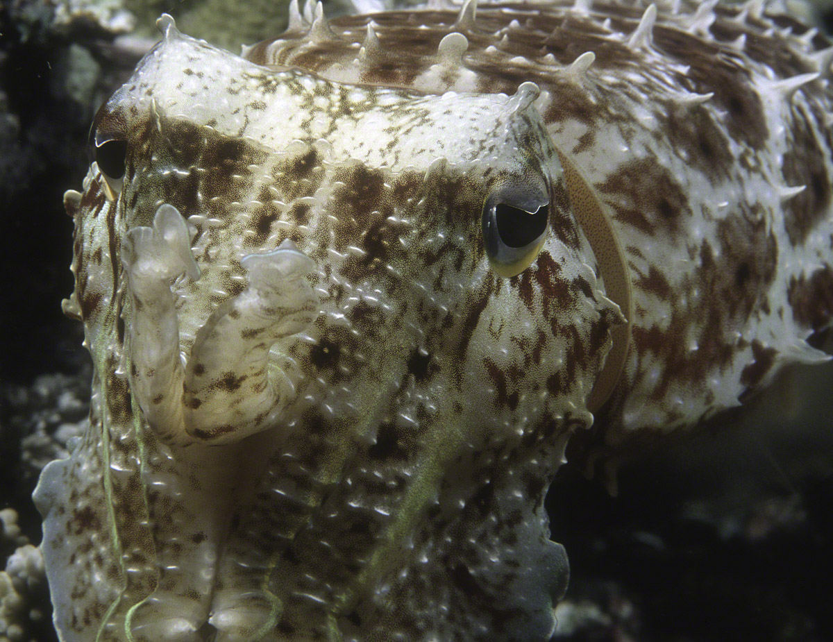 Cuttlefish-face.jpg