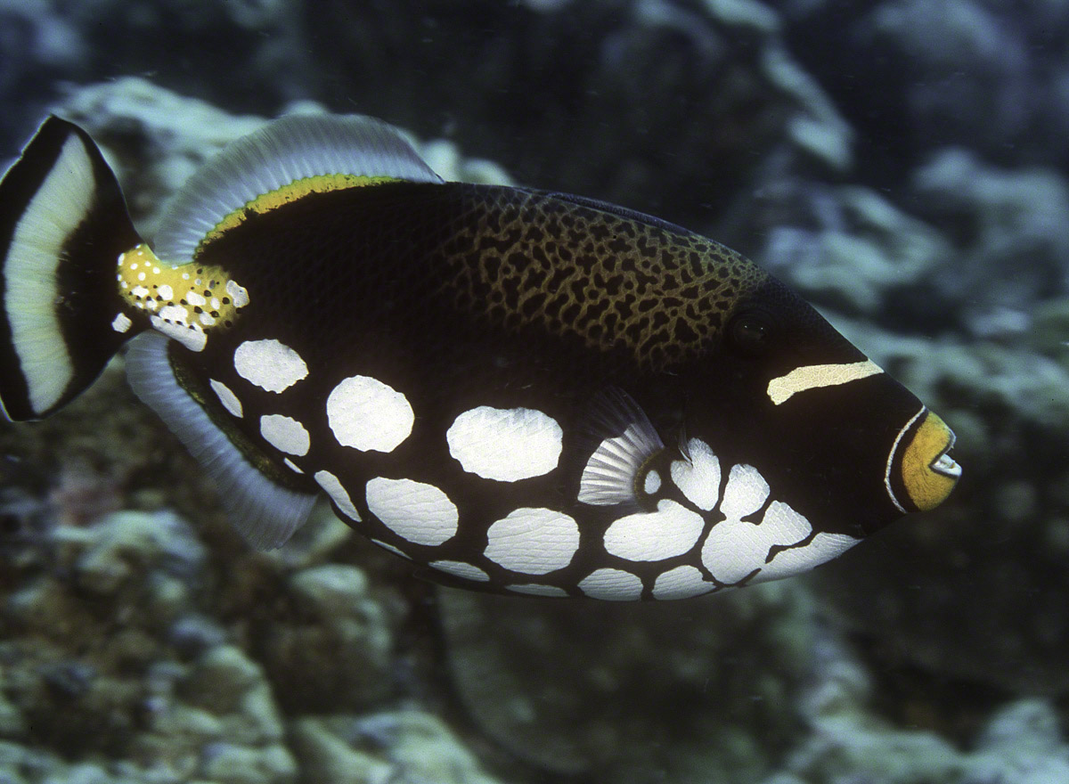 Harlequin-Clown-Triggerfish.jpg