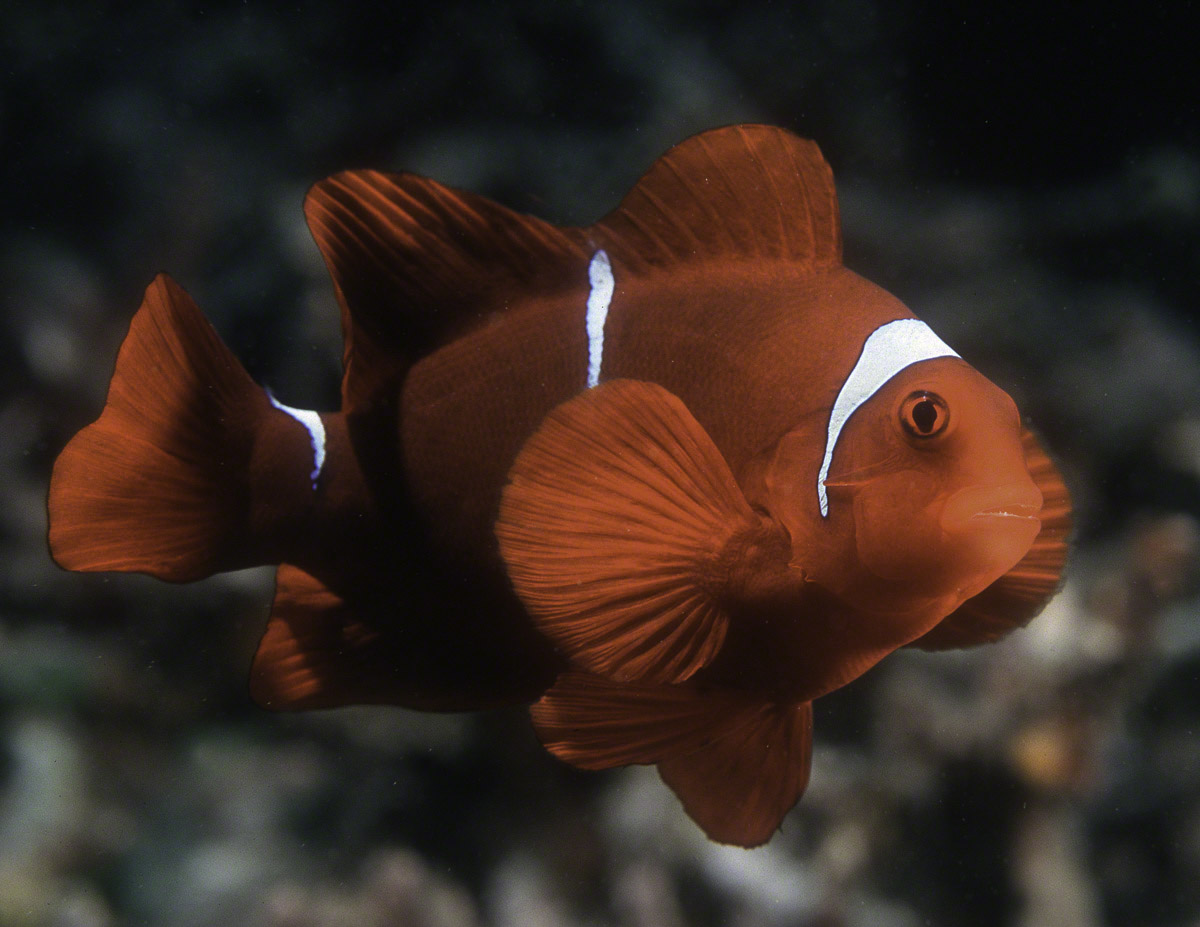 Juvenile-Tomato-Anemonefish.jpg