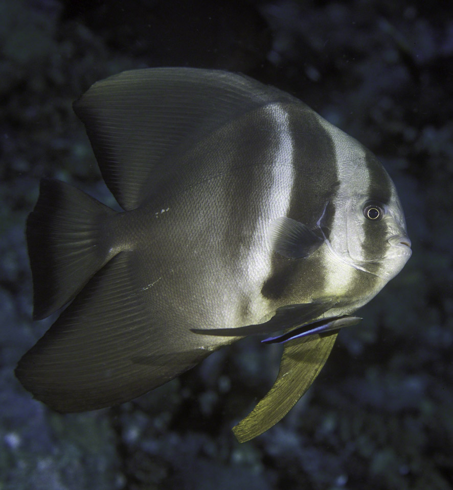 Longfin-Spadefish.jpg