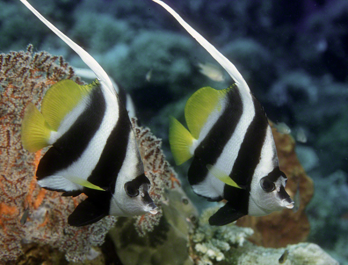 Longfin-bannerfish.jpg