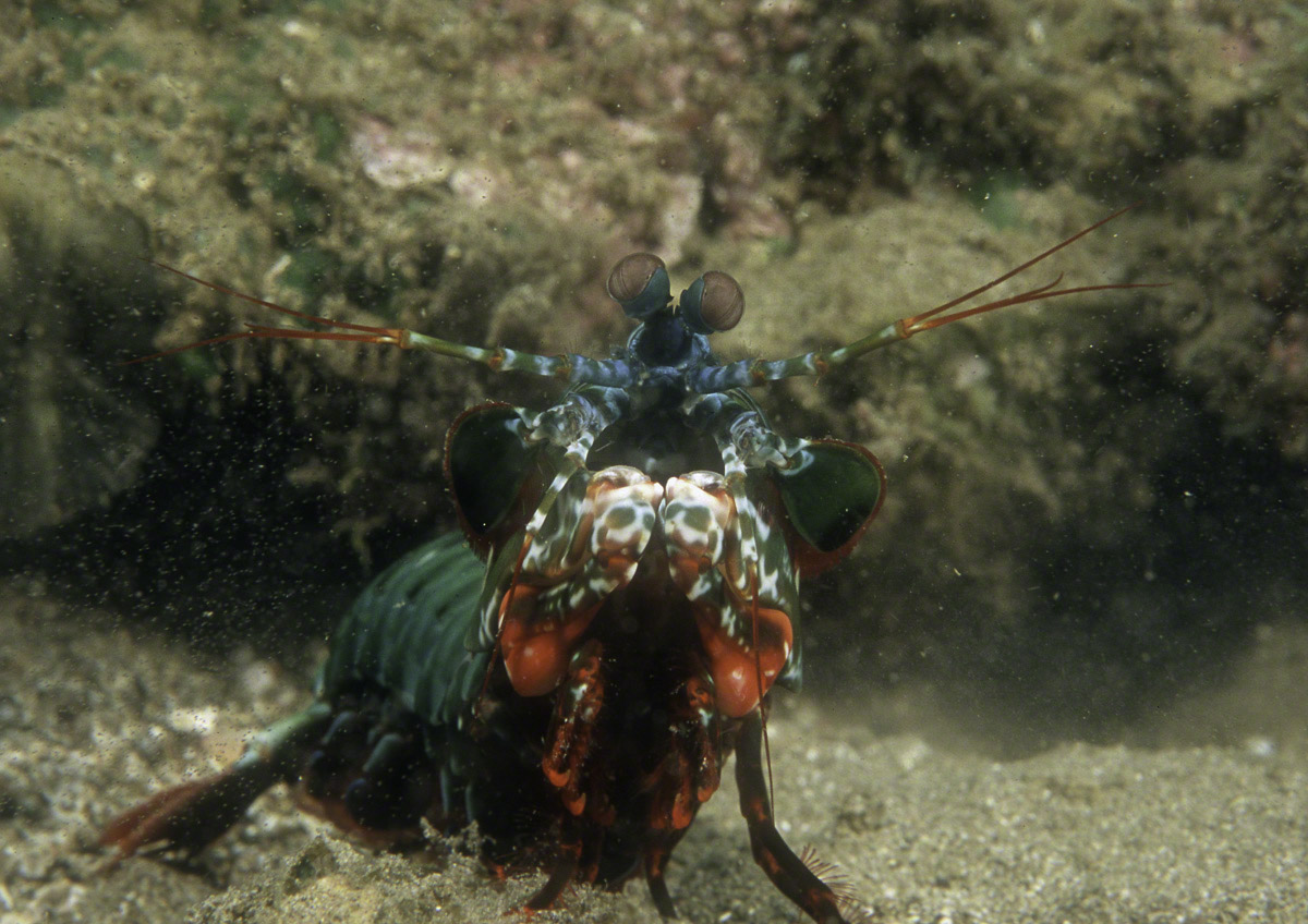 Mantis-Shrimp.jpg