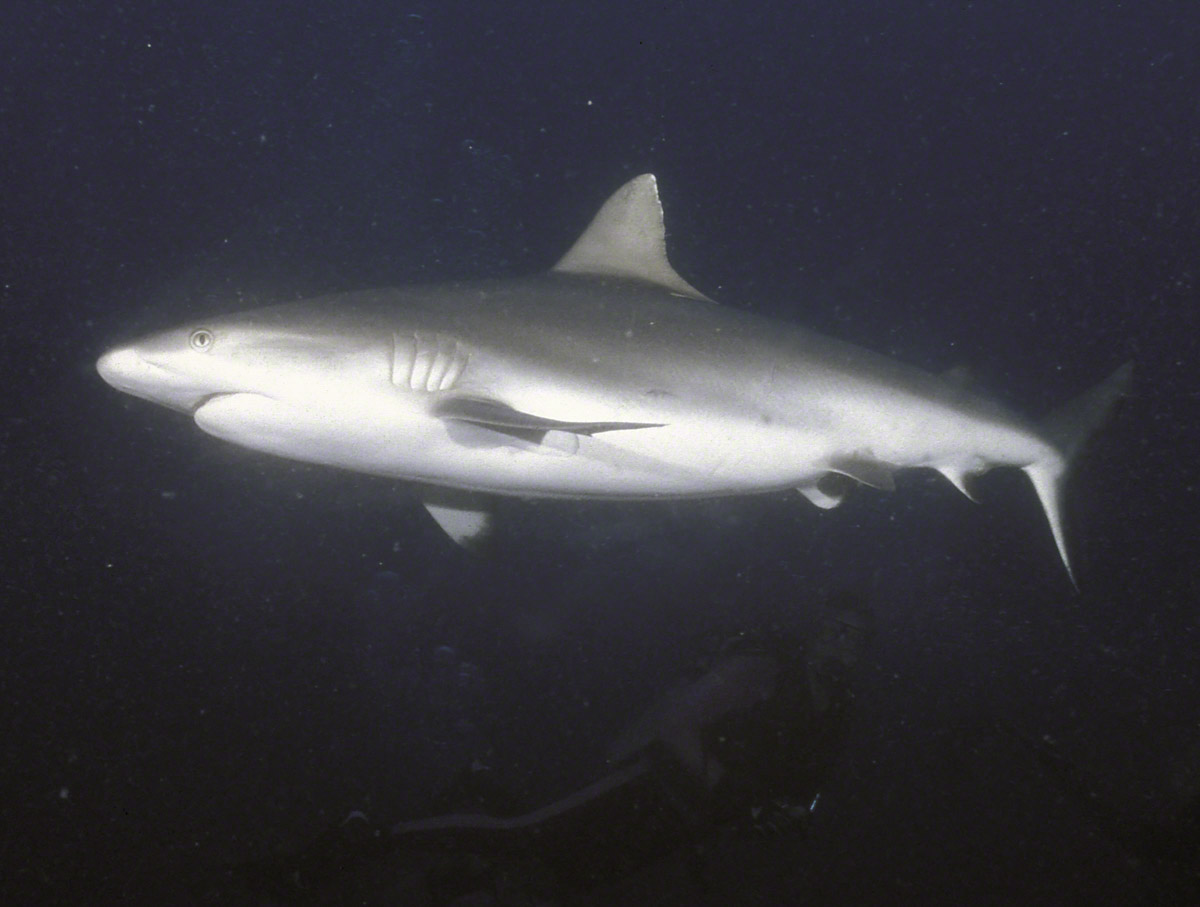 PNG-Shark-1.jpg