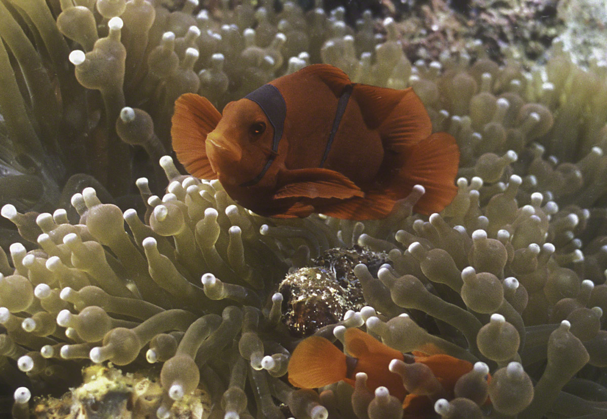 Spine-cheek-Anemonefish-closeup.jpg