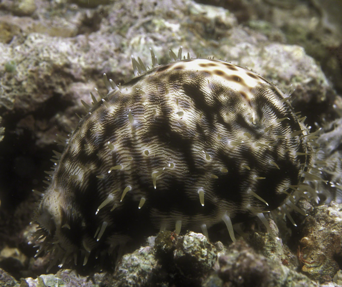 Tiger-Cowry.jpg