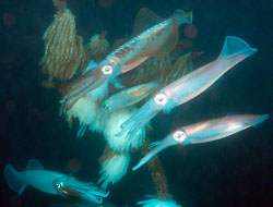 Bigfin-Reef-Squid-and-eggs-1.jpg